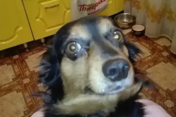 Собаки потеряшки, Нижний Новгород, фото: Потеряшка Бобик в Приокском районе, Нижний Новгород