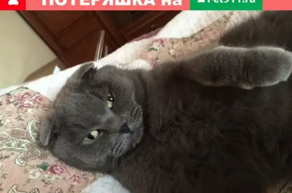 Потерянные животные Нахабино, фото: Пропал кот в Нахабино на Родниковой, вознаграждение.