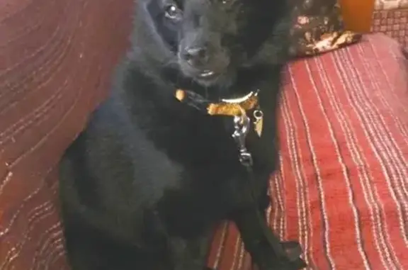 Пропала собака в Дальнегорске на остановке Дачная
