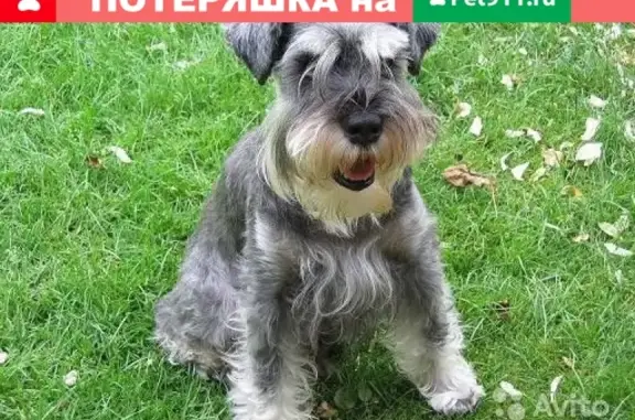 Пропала собака БАЙК в г. Починка, Смоленск.