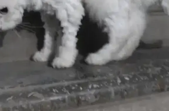 Найдена белая кошка на Танкистов 62, Индустриальный район, Пермь