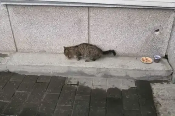 Найден кот на Коммунистической, 77
