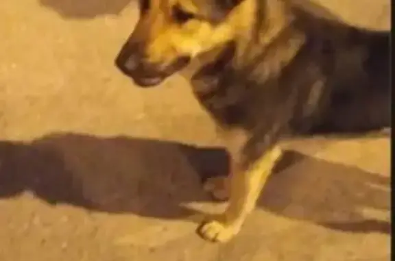 Пропала собака в Тосненском районе, пос. Красный Бор
