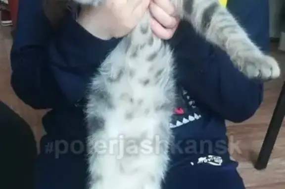 Пропал кот на Лазарева 31, Новосибирск #lostpet