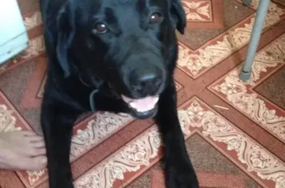 Пропала собака-поводырь Харпи в Лысьве, вознаграждение гарантировано