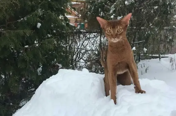 Пропал абиссинский кот в д.Чубарово, Татарстан - вознаграждение за находку