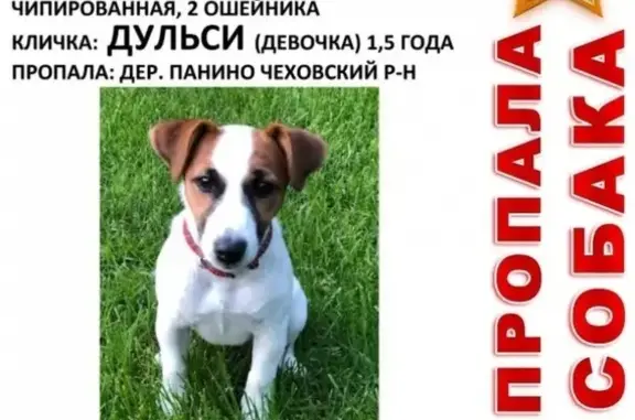 Пропала собака в Чеховском районе, деревня Панино.