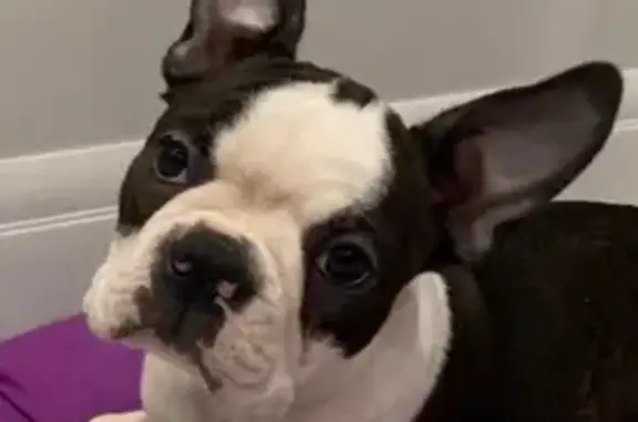 Собаки потеряшки, Ульяновск, фото: Потеряшка собака в Ульяновске на ул. Тимирязева