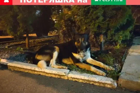 Найдена собака на площади Мужества, Санкт-Петербург