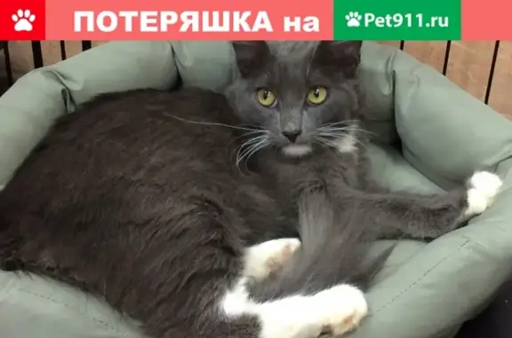 Кошки потеряшки, Москва, фото: Потеряшка кошка Лиза на ул. Речников, 20к1! SOS!