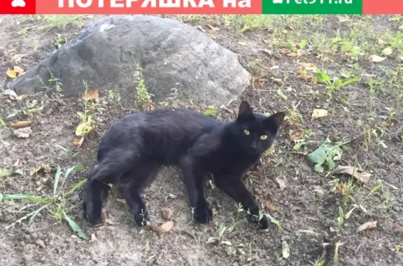 Найден чёрный кот на ул. Обручева 52