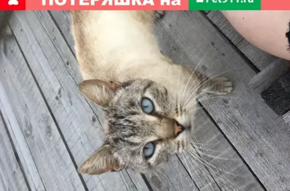 Найден ласковый кот в Перми, ищем хозяев