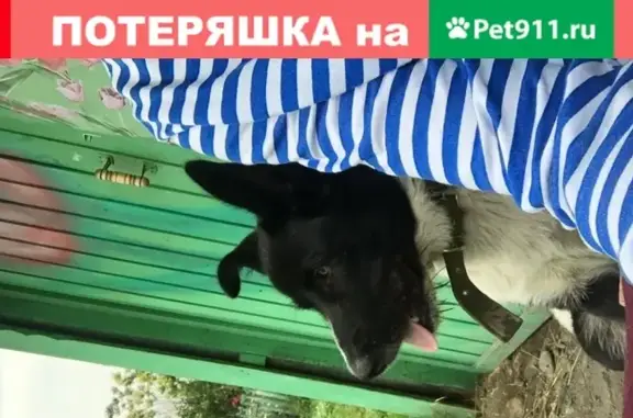 Пропала собака Туман в Ильечево, Шушенское.