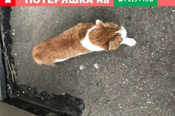 Бело-рыжая кошка найдена в Подольске