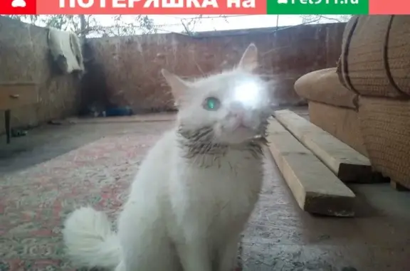 Пропал кот Котя на ул. Футболистов, Симферополь