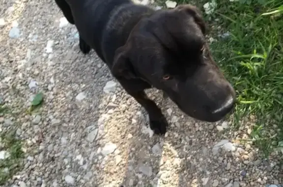 Собака найдена в Геленджике, улица Рассвет.
