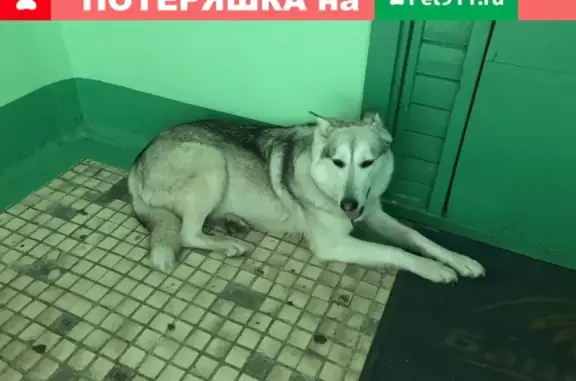 Пропала кошка, найдена собака на ул. Свердлова, Балашиха, дом 22.