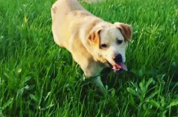 Найдена собака в Янтарном, Динской район