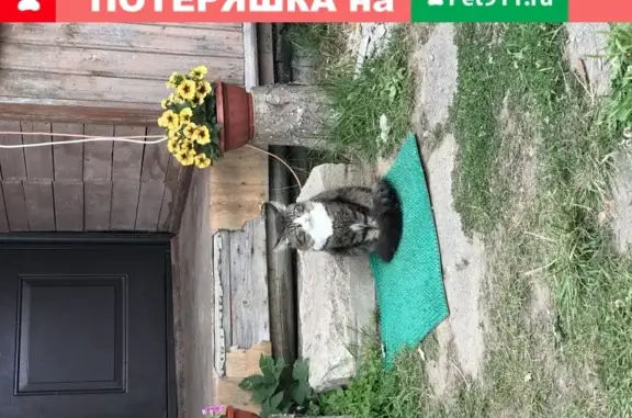 Найден домашний кот на даче в Приозерском районе
