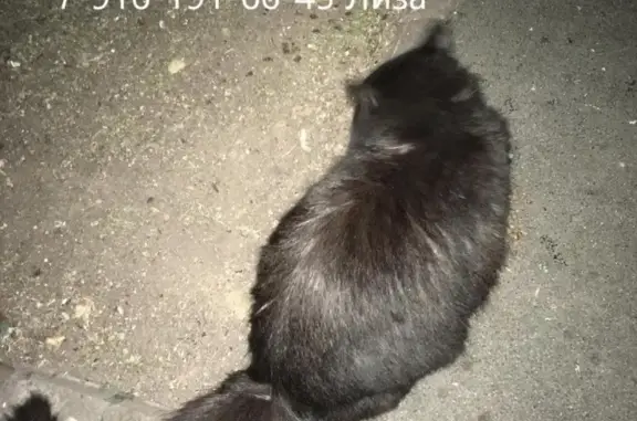 Пропала кошка в Москве, ЦАО, Мещанский район!