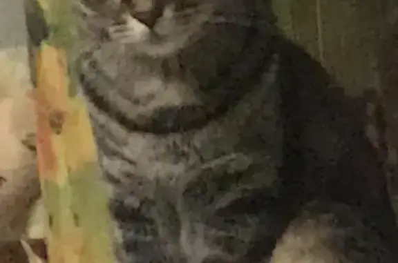 Потерянные животные Москва, фото: Пропала кошка Тома на Планетной улице (Москва)