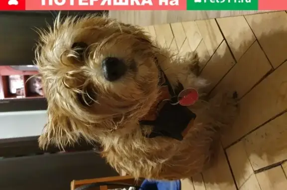 Найдена собака, Москва, фото: Собака найдена на ул. Таллинская 17/2