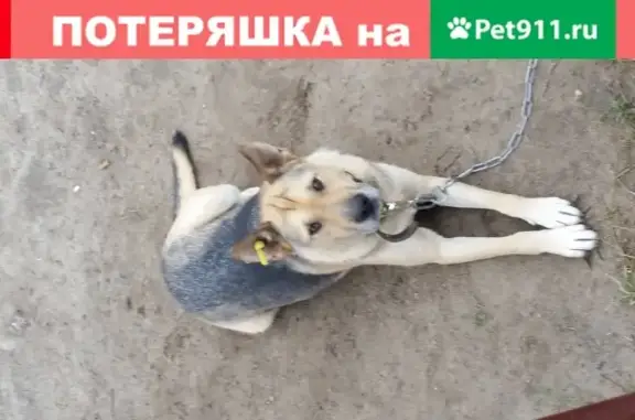 Собаки потеряшки, Нижний Новгород, фото: Потеряшка собака Среднего роста в Сормовском районе, Нижний Новгород.