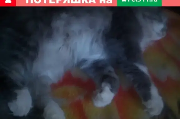 Пропала кошка Гоша в районе Галачинских коттеджей, Братск
