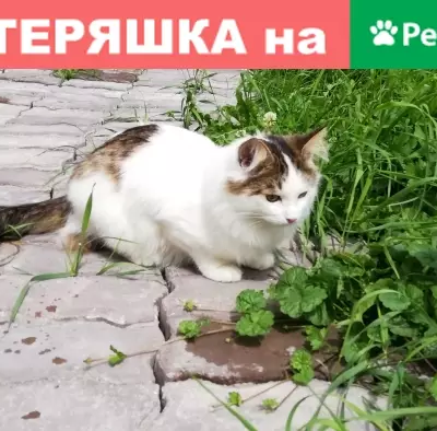 Пропала кошка Василий в деревне Елькино