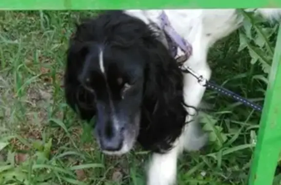 Пропала собака в Дзержинске на ул. Буденного, помогите найти!