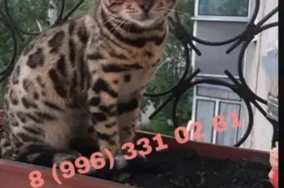 Кошки потеряшки, Киров, фото: Потеряшка кошка в Новокузнецке, ул. Кирова 82, вознаграждение!