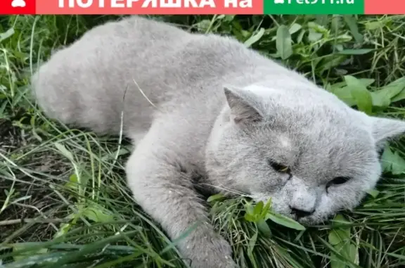 Найден раненый кот на Советской, ищем хозяев!