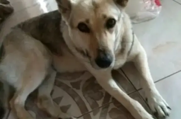 Найдена собака в Екатеринбурге