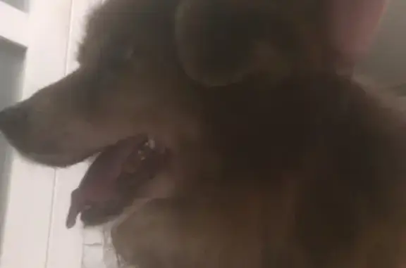 Найдена собака, Москва, фото: Найден старый рыжий пёс на ул. Дмитрия Ульянова, Москва