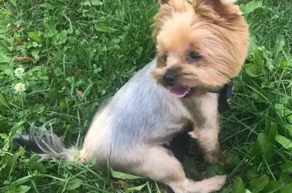 Собаки потеряшки, Нижний Новгород, фото: Потеряшка собака 