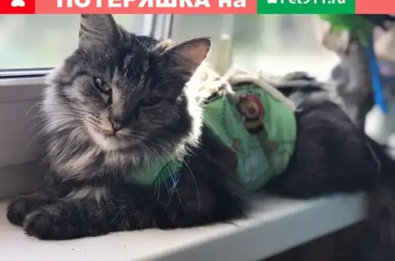 Пропала кошка в Тверской области, д. Большие Борки!