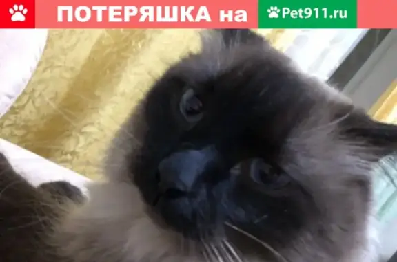 Найден пушистый кот в Екатеринбурге (адрес: Сортировка)