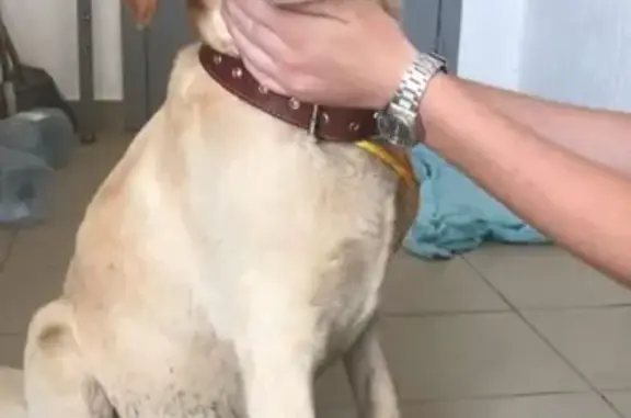 Собака с клеймом 1108 найдена в Краснодаре.
