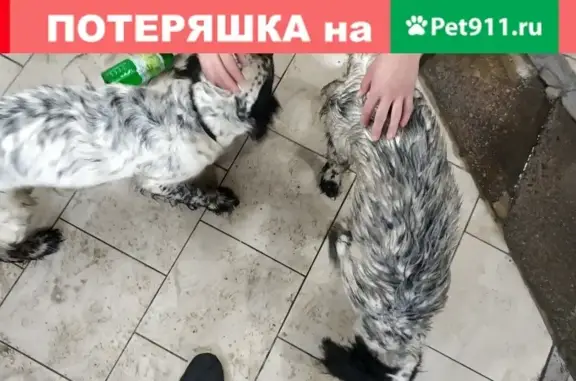 Найдена собака в районе ул. Космонавта Волково 26а, Москва