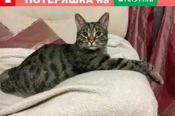 Кошки потеряшки, посёлок Летешовка, фото: Потеряшка кот Ларри в посёлке Летешовка, Ярославская область