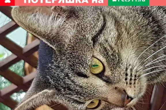 Умная кошка ищет дом в Серпухове, Московская область.