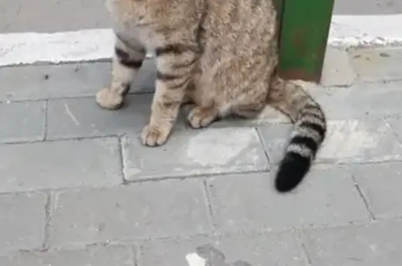 Новосибирск: найдена кошка серого окраса с полосками