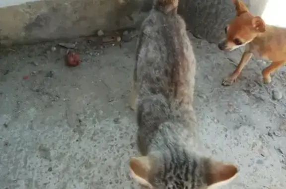 Найдена домашняя кошка в Ставрополе, микрорайон №9