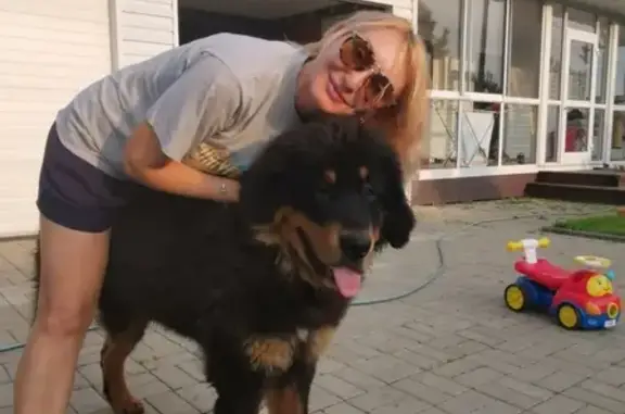 Пропала собака в Хабаровске на Тенистой улице