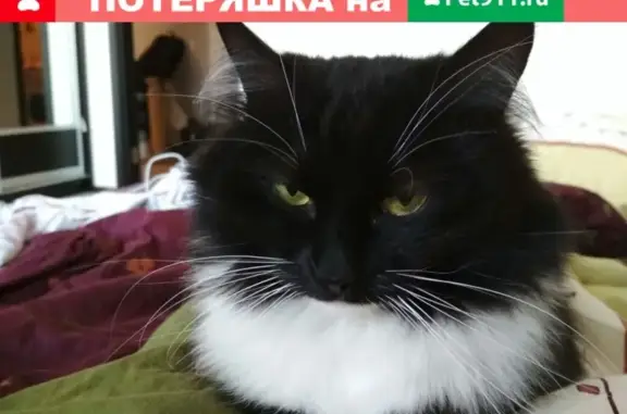 Пропала кошка в Загорянском, Московская область