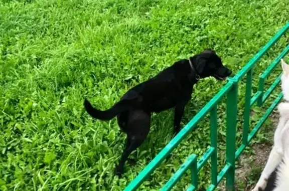 Найдена собака в Подольске, ищем хозяев!