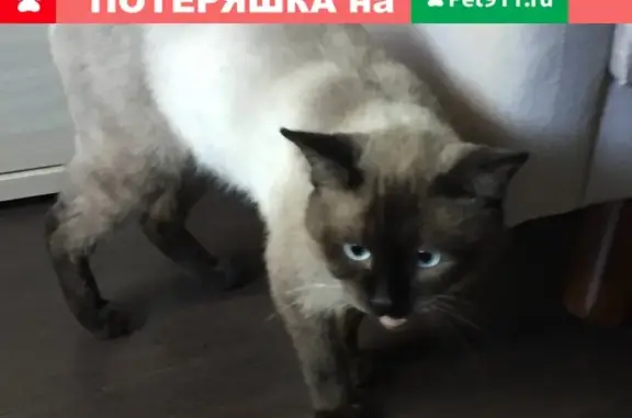 Найден кот породы тайская на ул. Стадионной, Ростов-на-Дону
