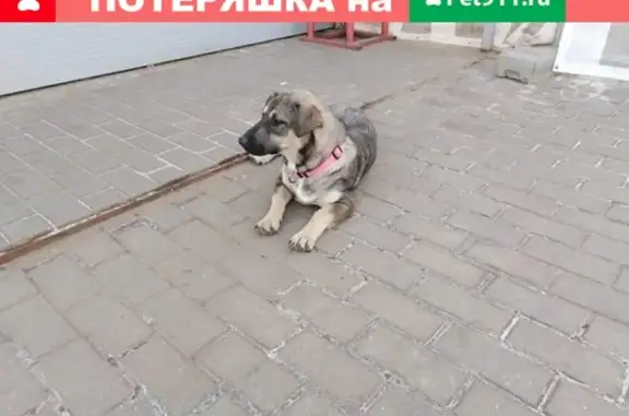 Найдена коротколапая собака в Москве, ищем хозяина!