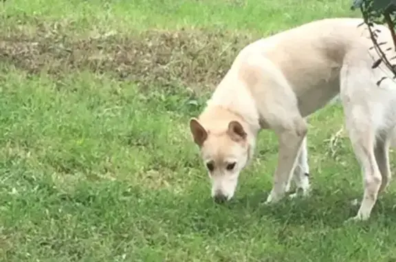Найден белый пёс на улице Бурденко, Н.Новгород