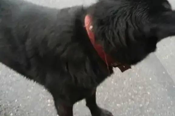 Найдена собака в Красносельском районе